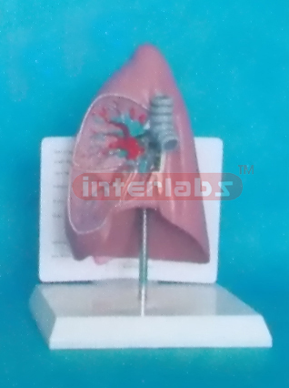 WEST DESK TYPE ANATOMICAL TRACHEA / LUNG MODEL WITH DESCRIPTION PLATE